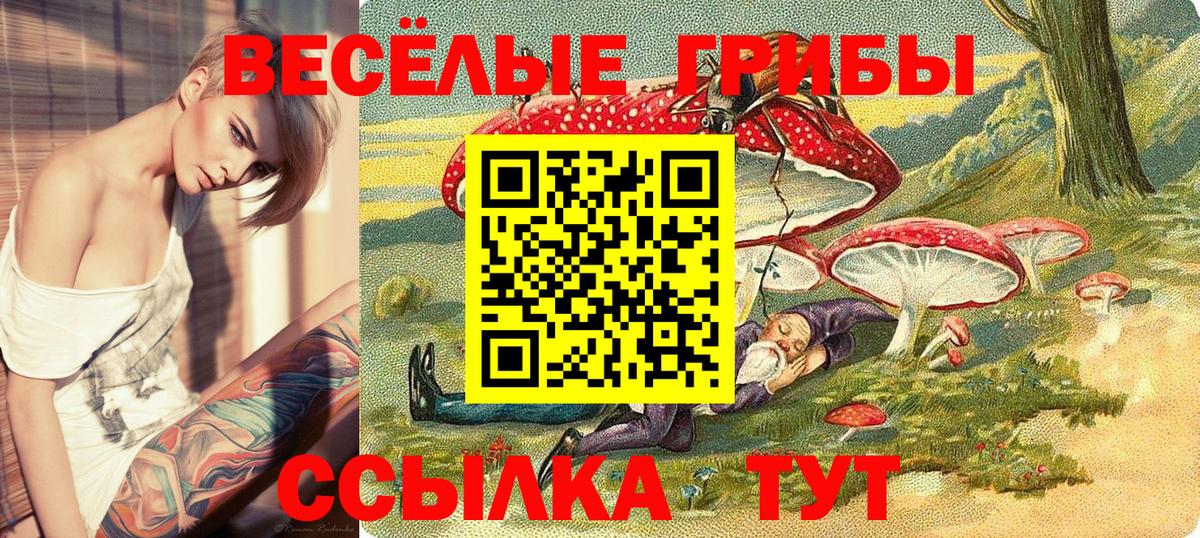 Выборг  Псилоцибиновые грибы Cubensis  Вход с VPN 